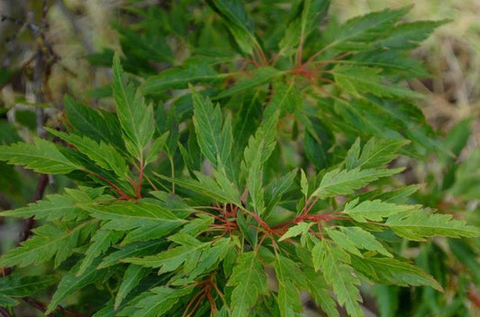 Acer Palmatum Koshimino - Japanese Maple Koshimino