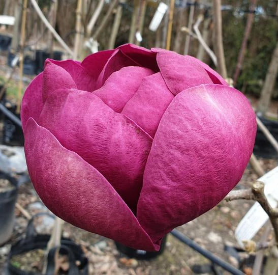 Magnolia × Soulangeana - Black Tulip Magnolia