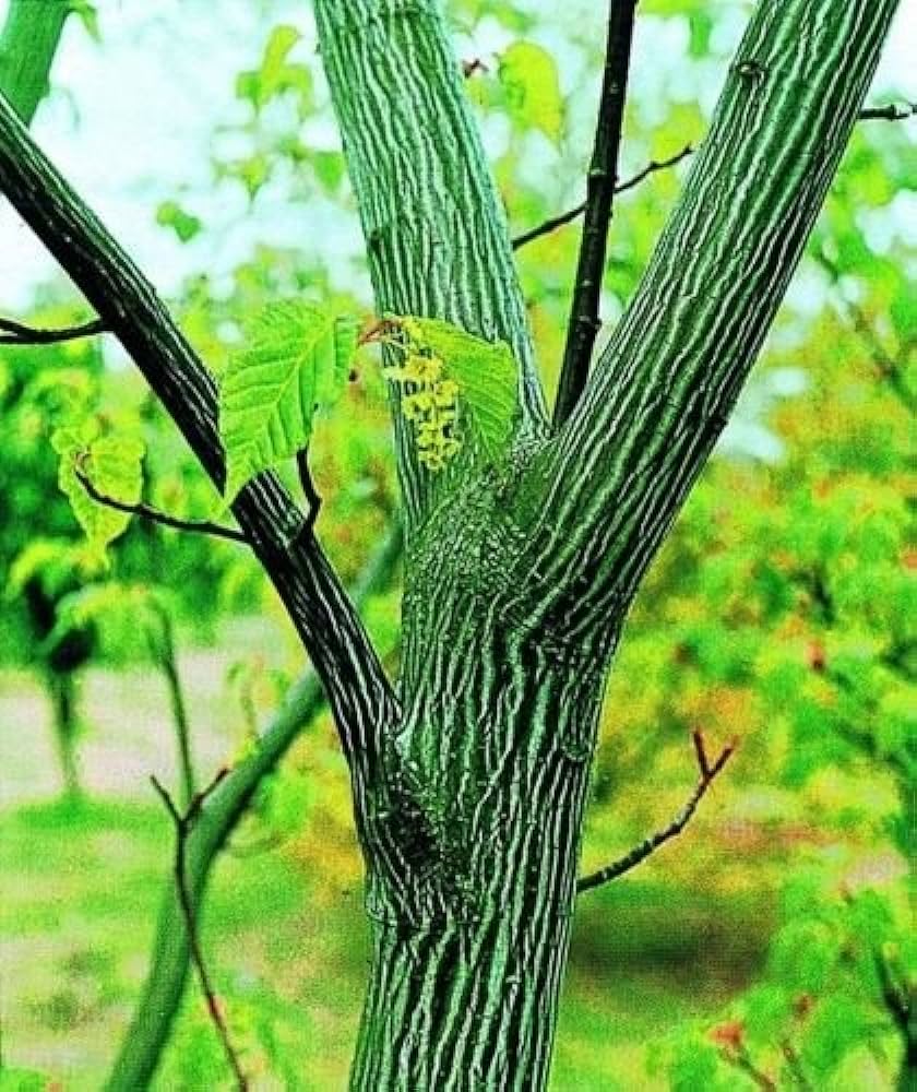 Acer Davidii – Snake Bark Maple