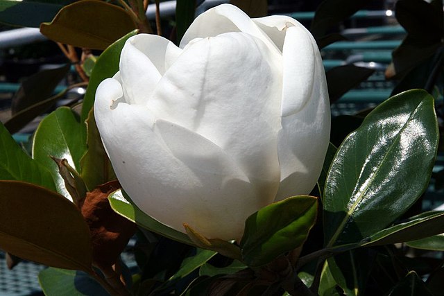 Magnolia grandiflora - Little Gem Magnolia