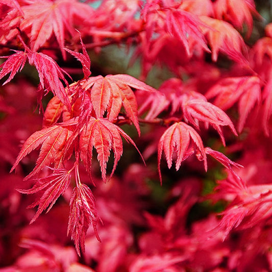 Acer Palmatum Shindeshojo - Japanese Maple Shindeshojo