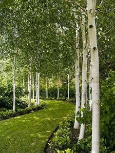 Betula Pendula - Silver Birch