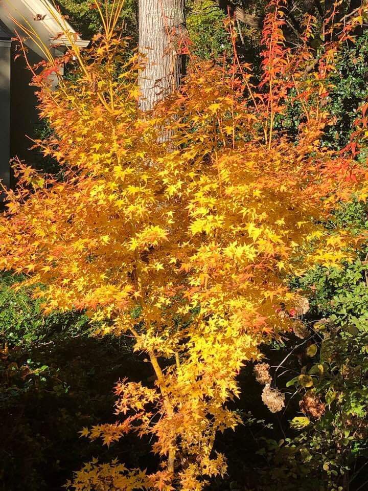 Acer Palmatum Bihou - Japanese Maple Bihou