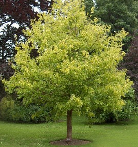 Acer Negundo Kelly's Gold - Kelly's Gold Boxelder