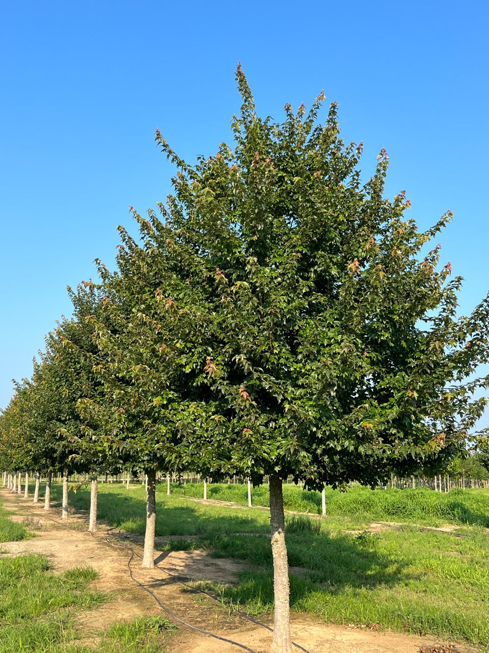 Acer Buergerianum - Trident Maple