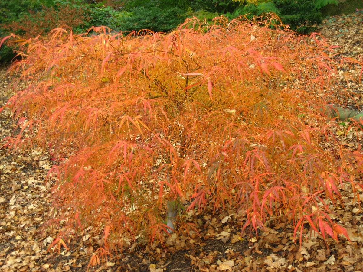 Acer Palmatum Kinshi - Japanese Maple Kinshi