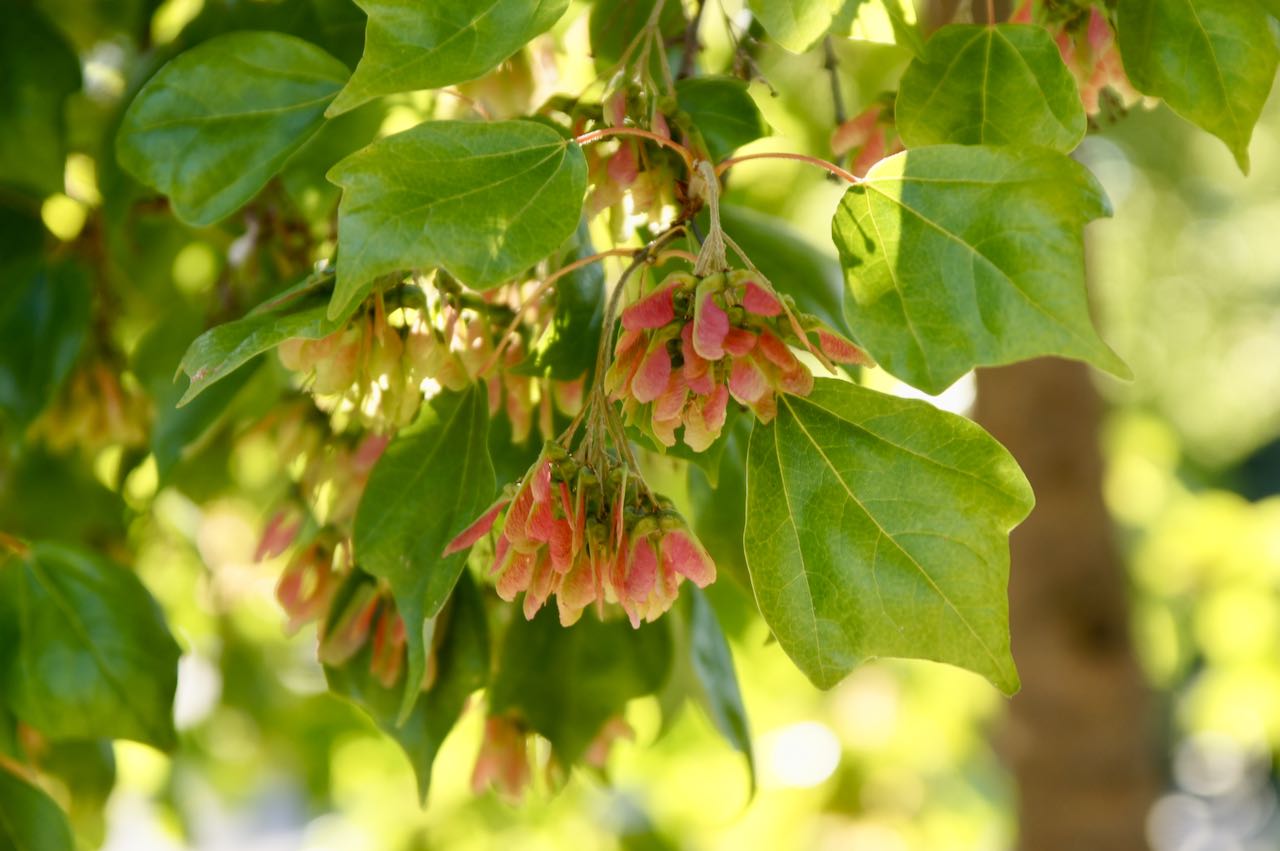 Acer Buergerianum - Trident Maple