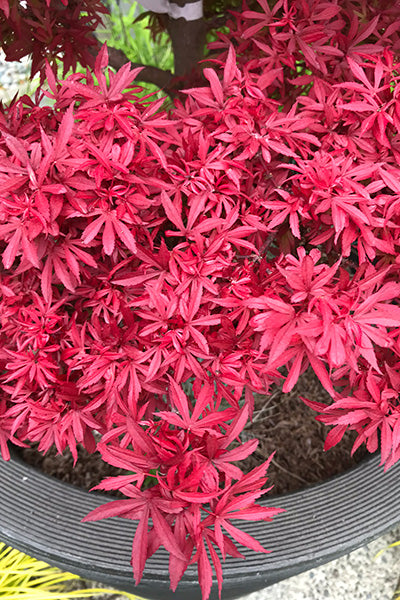 Acer Palmatum Shaina - Japanese Maple Shaina