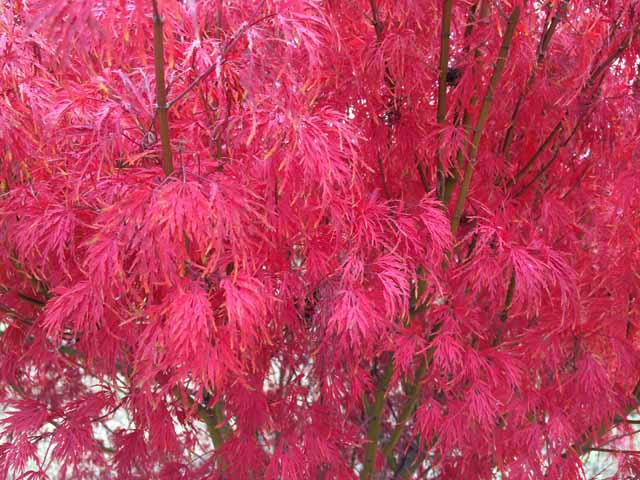 Acer Palmatum Seiryu - Japanese Maple Seiryu