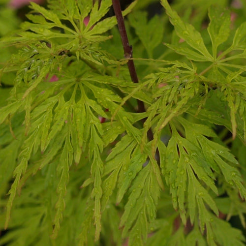 Acer Palmatum Seiryu - Japanese Maple Seiryu