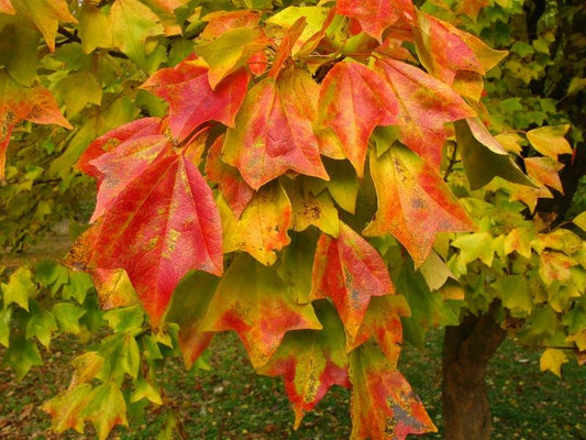 Acer Buergerianum - Trident Maple