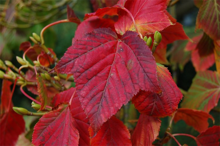 Acer Davidii – Snake Bark Maple