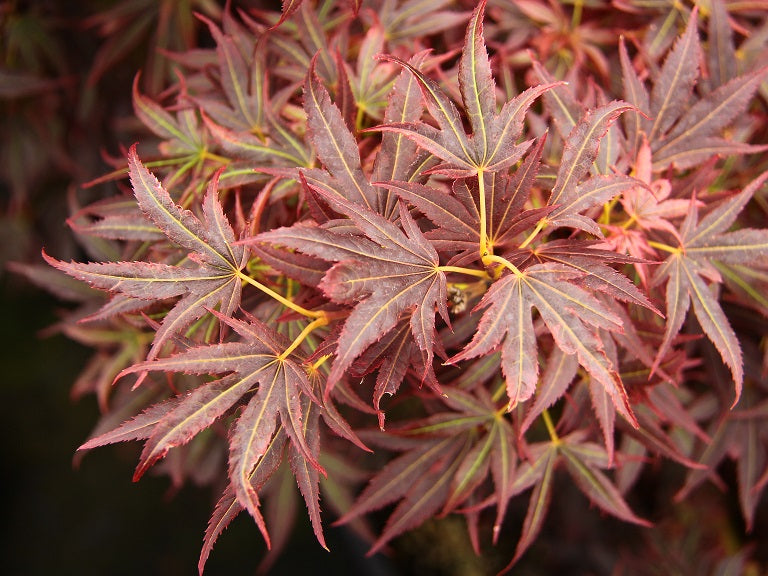 Acer Palmatum Aratama - Japanese Maple Aratama