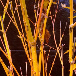 Acer Palmatum Bihou - Japanese Maple Bihou