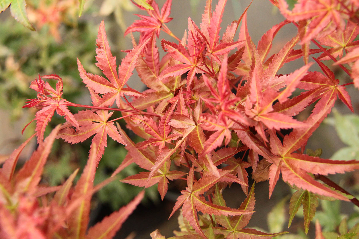 Acer Palmatum Bonfire - Japanese Maple Bonfire