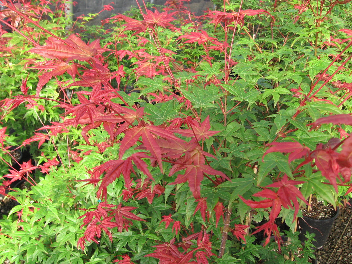 Acer Palmatum Bonfire - Japanese Maple Bonfire