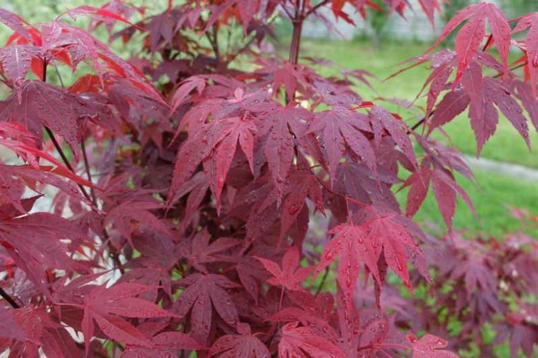 Acer Palmatum Emperor 1 - Japanese Maple Emperor 1