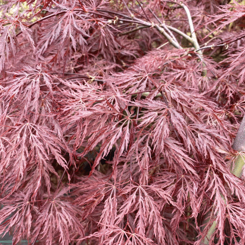 Acer Palmatum Dissectum Inaba Shidare - Weeping Japanese Maple Inaba Shidare