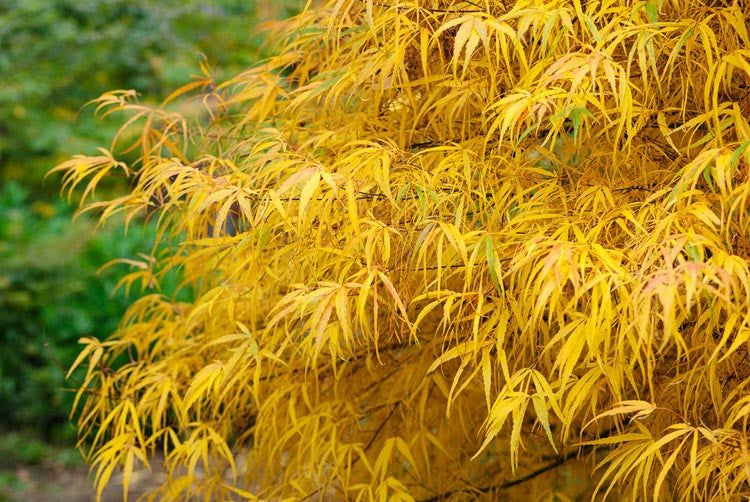 Acer Palmatum Koto Ito Komachi - Japanese Maple Koto Ito Komachi