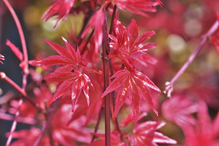 Acer Palmatum Shindeshojo - Japanese Maple Shindeshojo