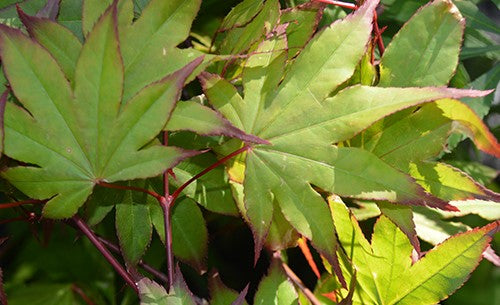 Acer Palmatum Emerald Sunset - Japanese Maple Emerald Sunset