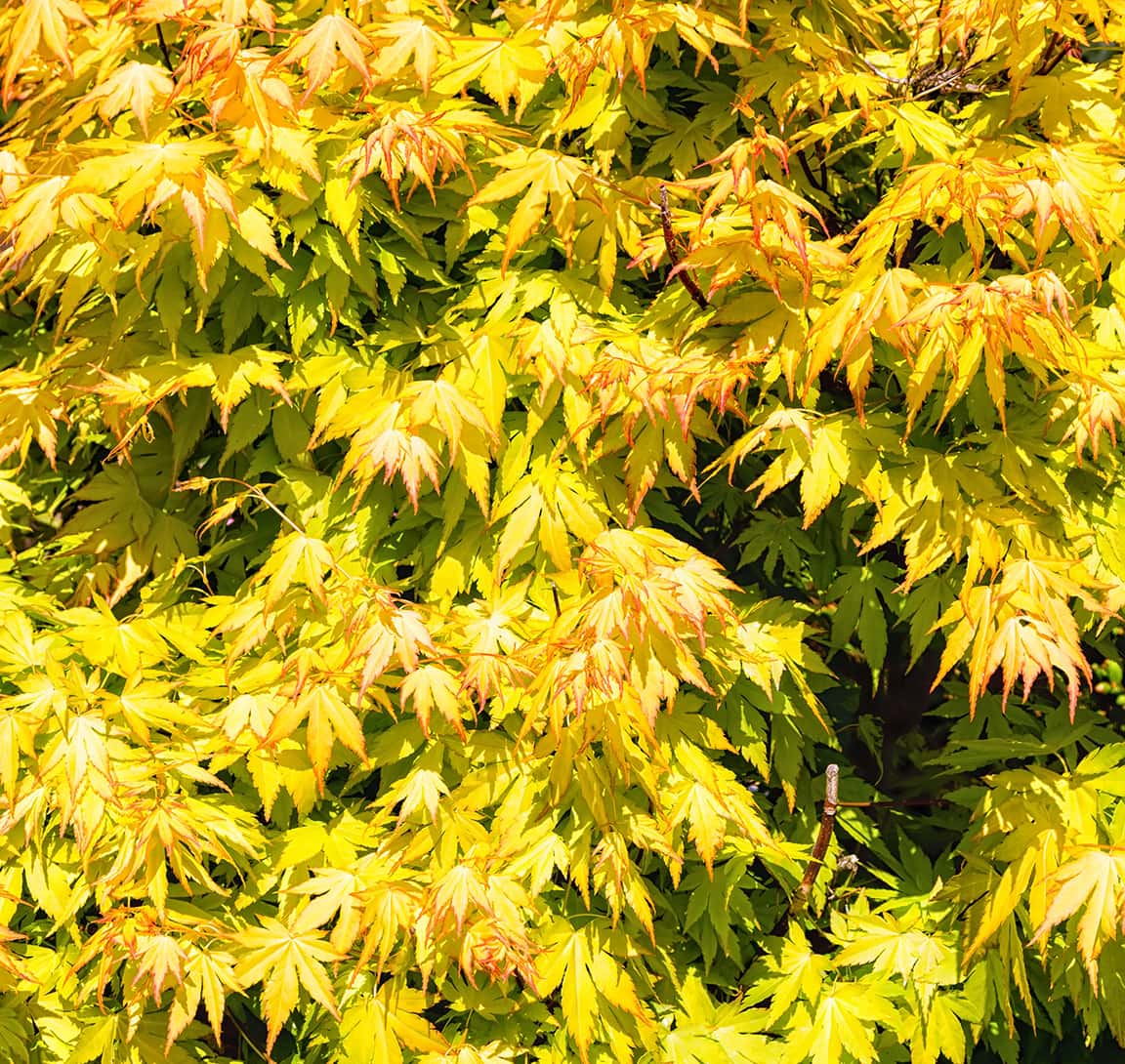 Acer Palmatum Aureum - Golden Japanese Maple