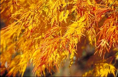 Acer Palmatum Sekimori - Weeping Japanese Maple Sekimori