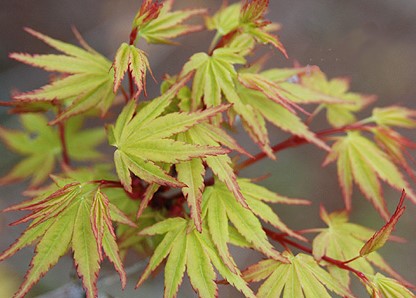 Acer Palmatum - Common Japanese Maple