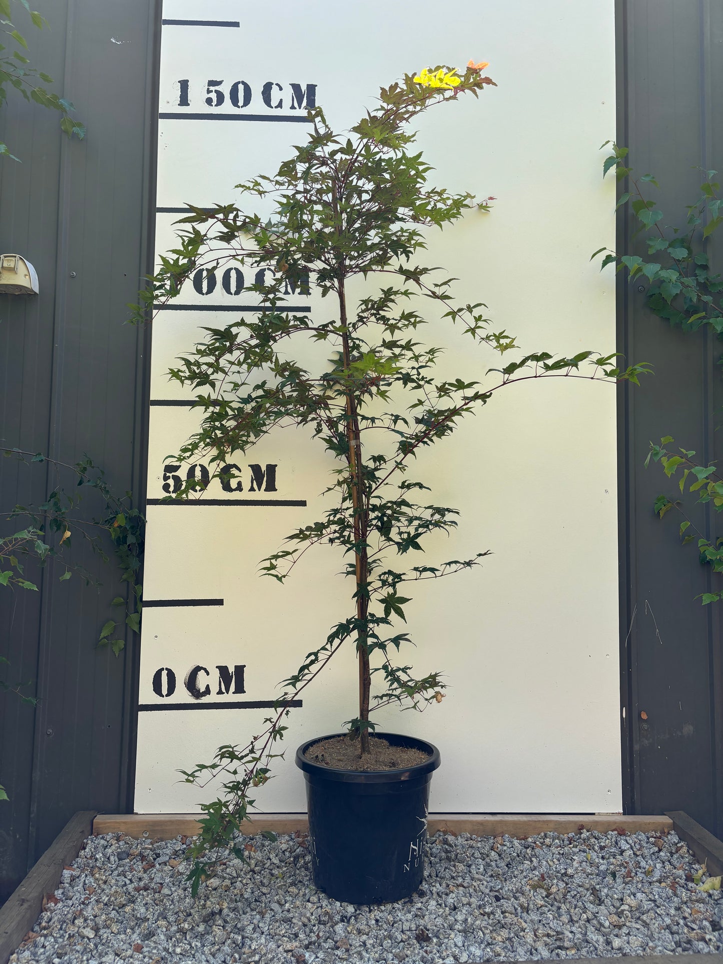 Acer Palmatum Shindeshojo - Japanese Maple Shindeshojo