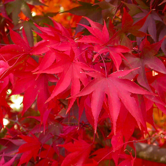 Acer Palmatum Osakazuki - Japanese Maple Osakazuki