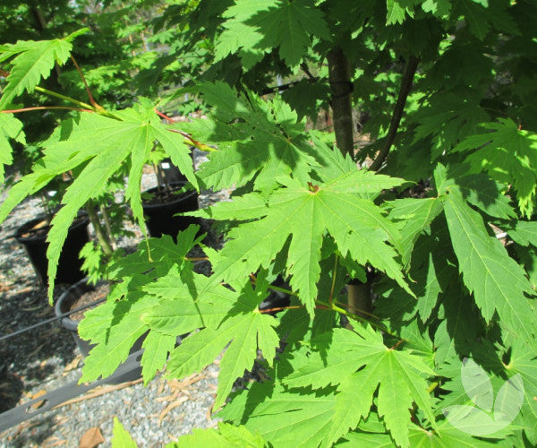 Acer Japonicum Vitifolium - Full Moon Maple