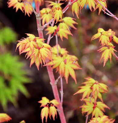 Acer Palmatum Aka Kawa Hime - Japanese Maple Aka Kawa Hime