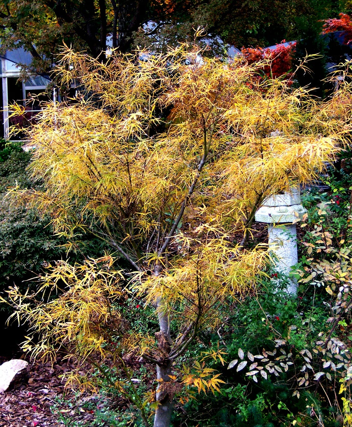 Acer Palmatum Red Pygmy - Japanese Maple Red Pygmy