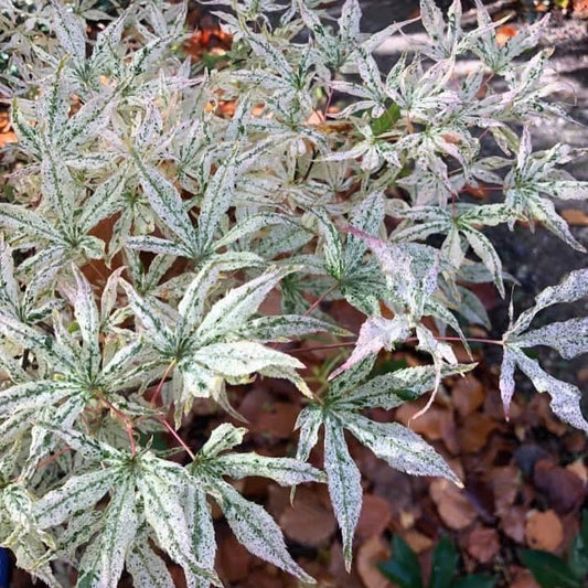 Acer Palmatum Ukigumo - Japanese Maple Ukigumo