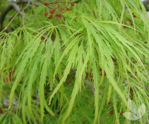 Acer Palmatum Viridis - Weeping Japanese Maple Viridis