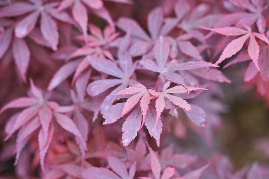 Acer Palmatum Skeeters Broom - Japanese Maple Skeeters Broom