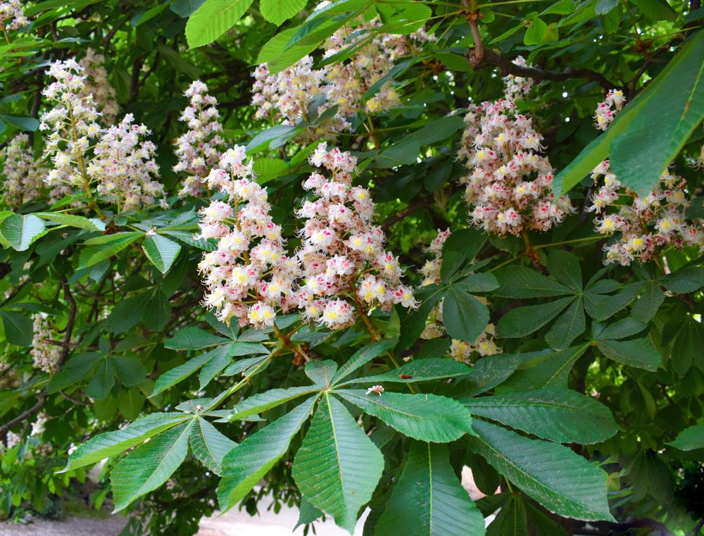 Aesculus Hippocastanum Alba - White Horse Chestnut