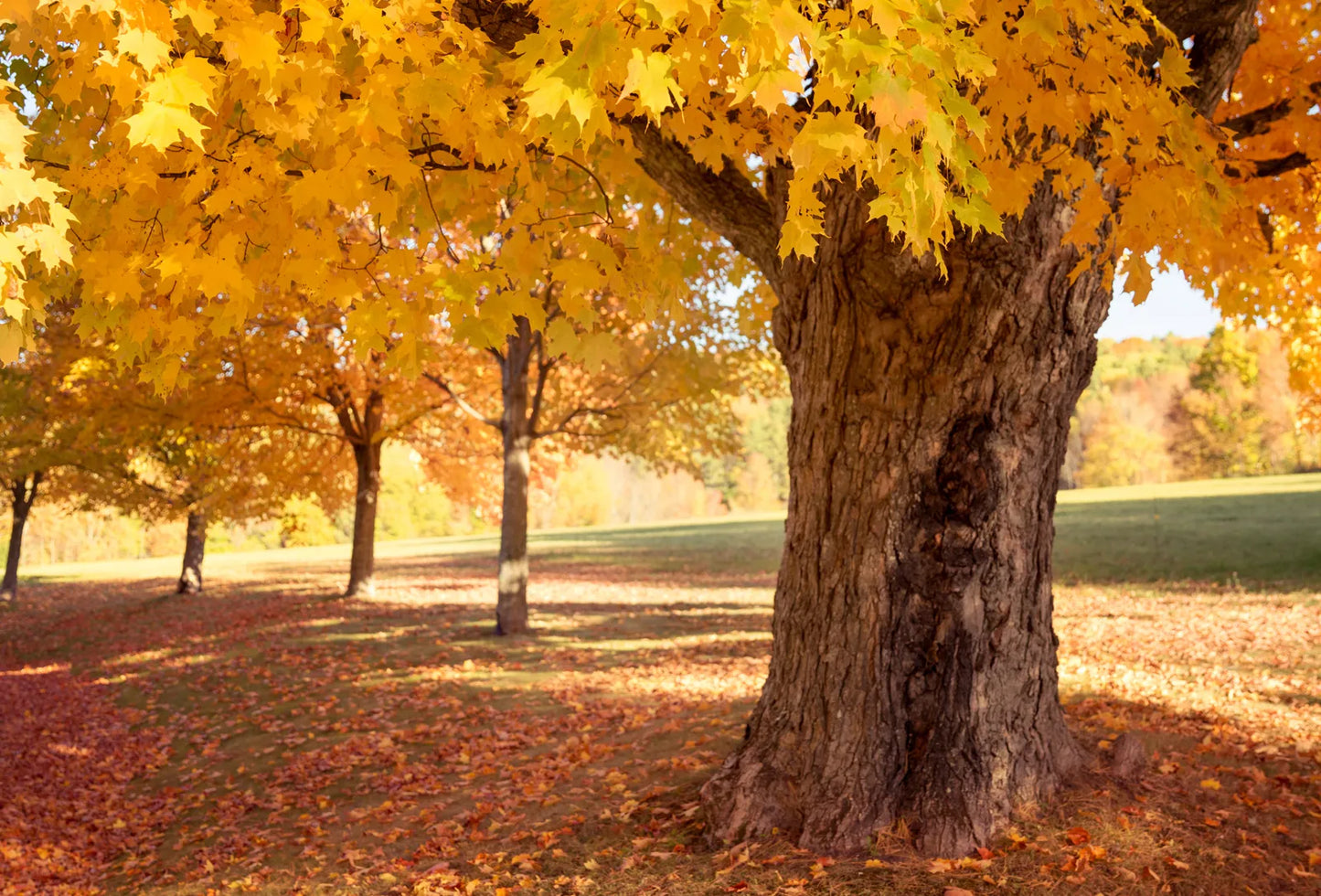 Acer Saccharum - Sugar Maple (Maple Syrup Tree)