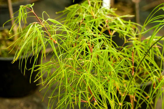 Acer Palmatum Kinshi - Japanese Maple Kinshi