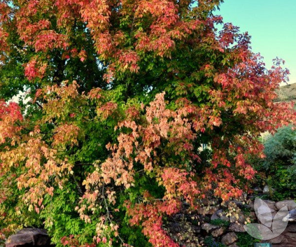 Acer Negundo Sensation - Sensation Boxelder