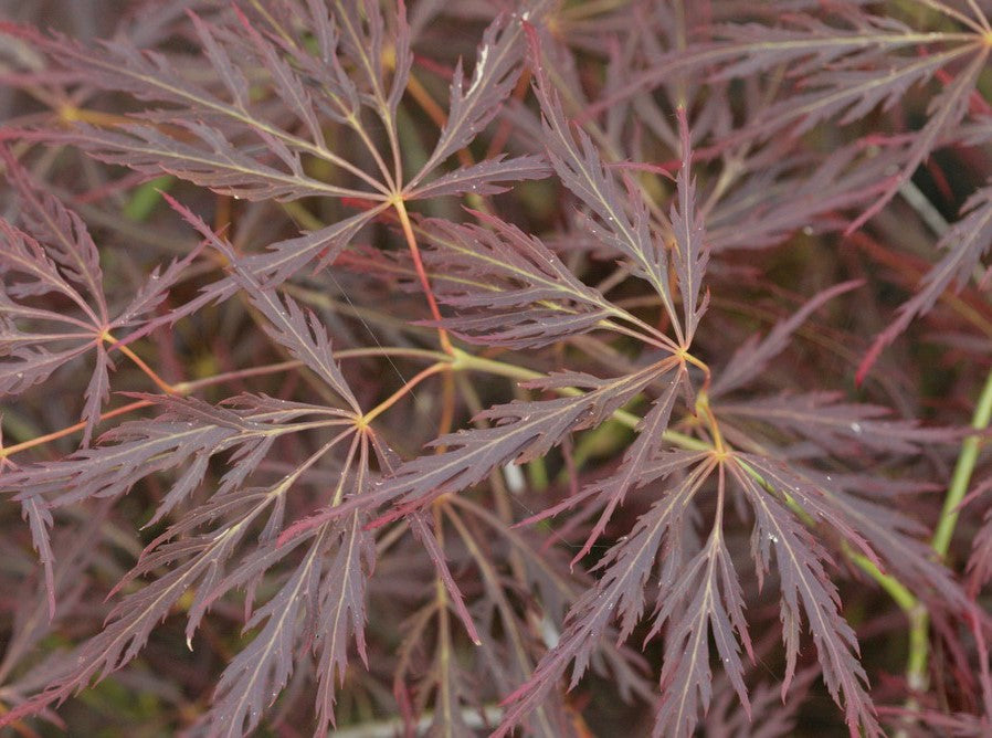 Acer Palmatum Brocade - Weeping Japanese Maple Brocade