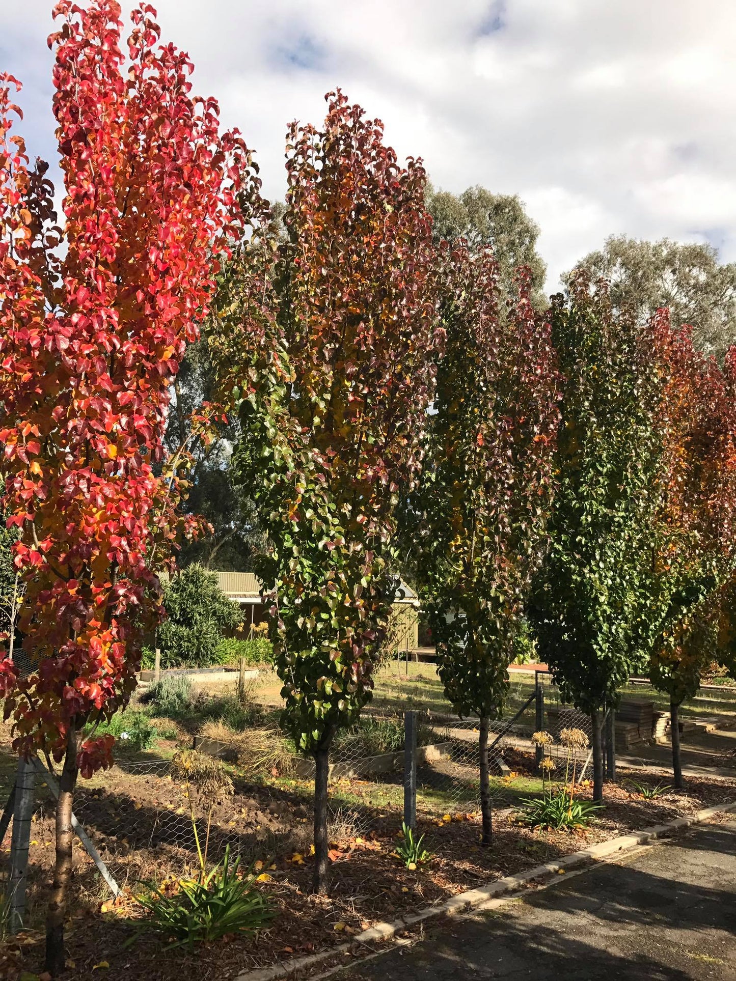 Pyrus Calleryana Capital - Capital Pear