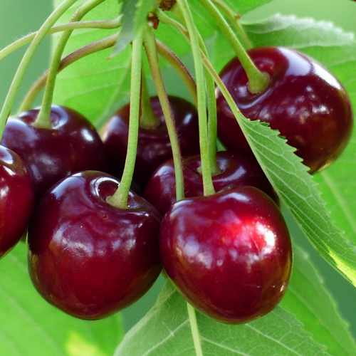 Prunus Avium Sunburst - Fruiting Cherry Sunburst