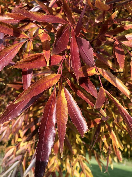 Fraxinus Oxycarpa Raywoodii - Claret Ash