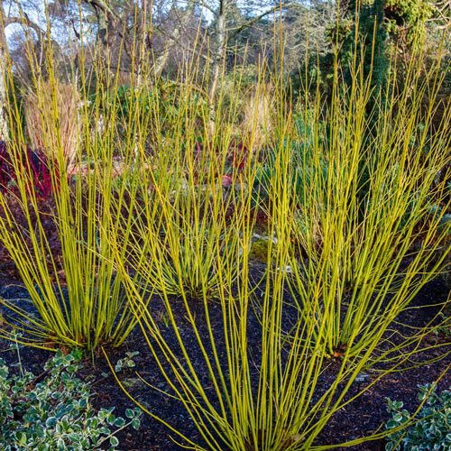 Cornus Stolonifera Flaviramea – Yellow Stemmed Dogwood