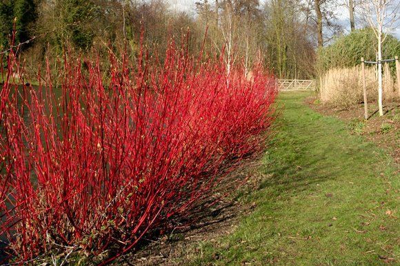 Cornus Alba Sibirca – Red Stemmed Dogwood