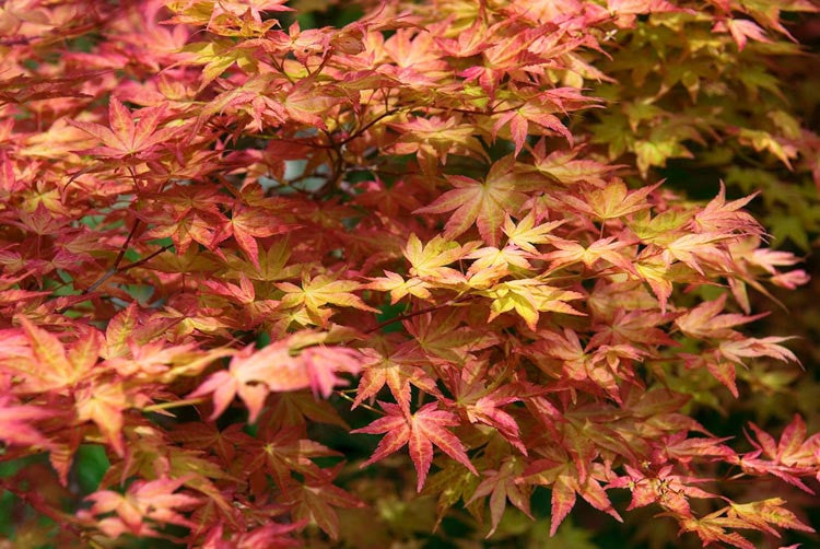 Acer Palmatum Shindeshojo - Japanese Maple Shindeshojo