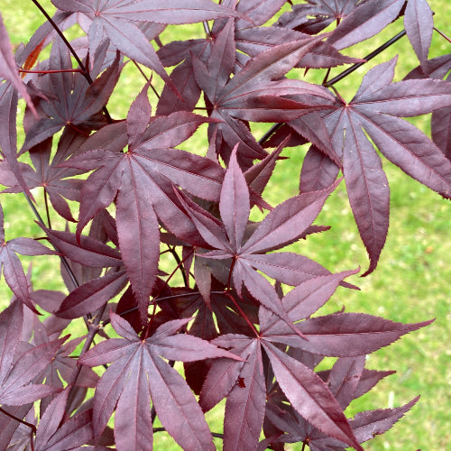 Acer Palmatum Emperor 1 - Japanese Maple Emperor 1