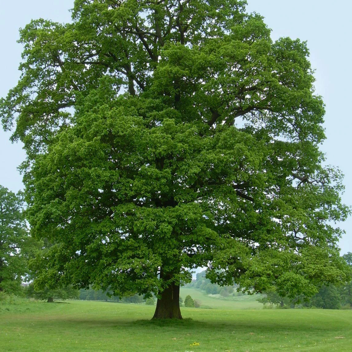 Quercus Robur - English Oak