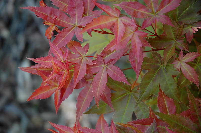 Acer Palmatum Otome Zakura - Japanese Maple Otome Zakura